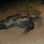 Sea Turtle in the sand at Kosi Bay mouth
