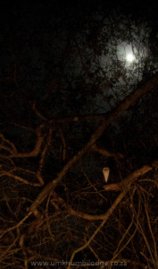 Nocturnal birds of south africa